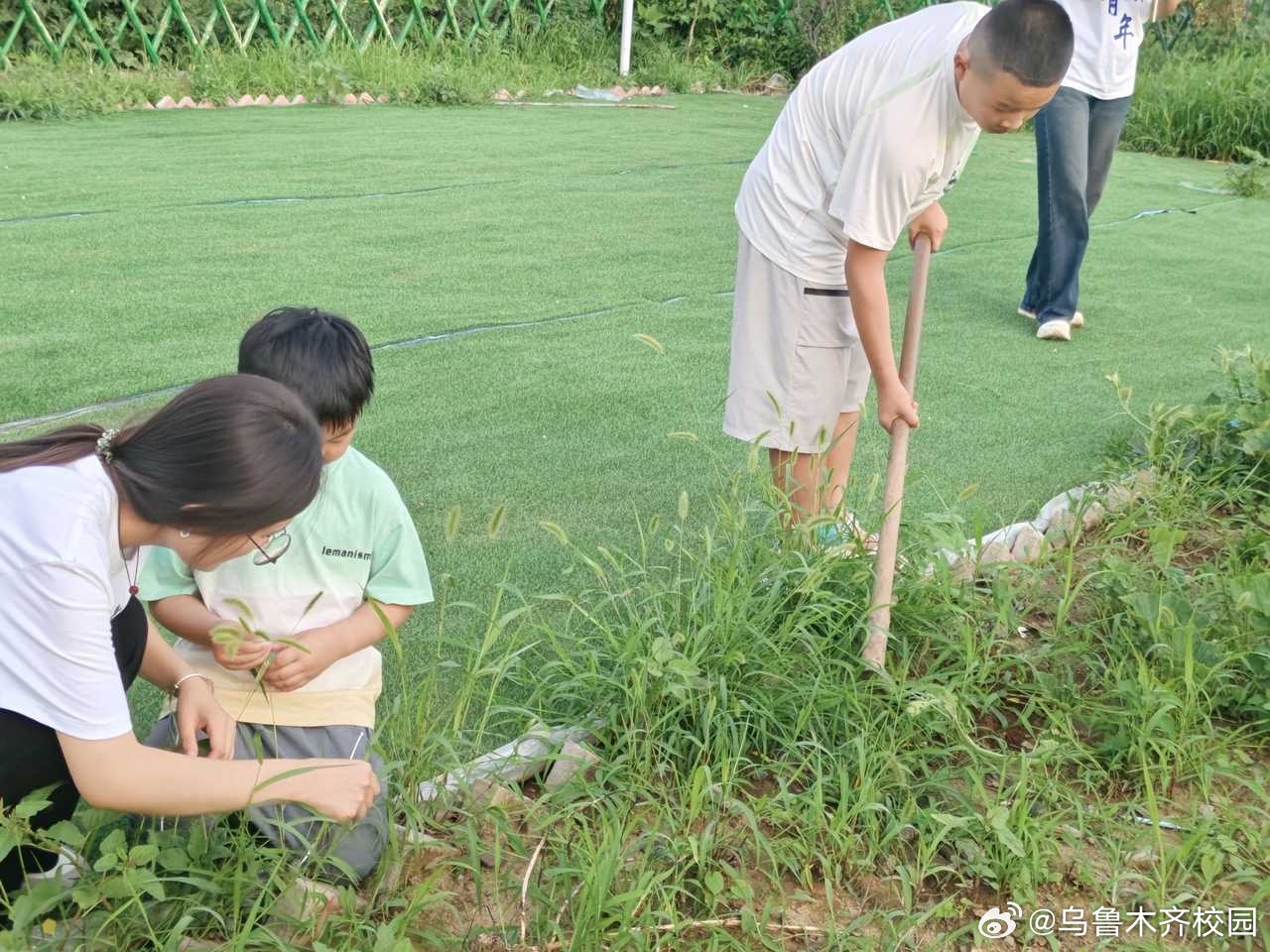 小草最新,实地应用实践解读_定制版94.730