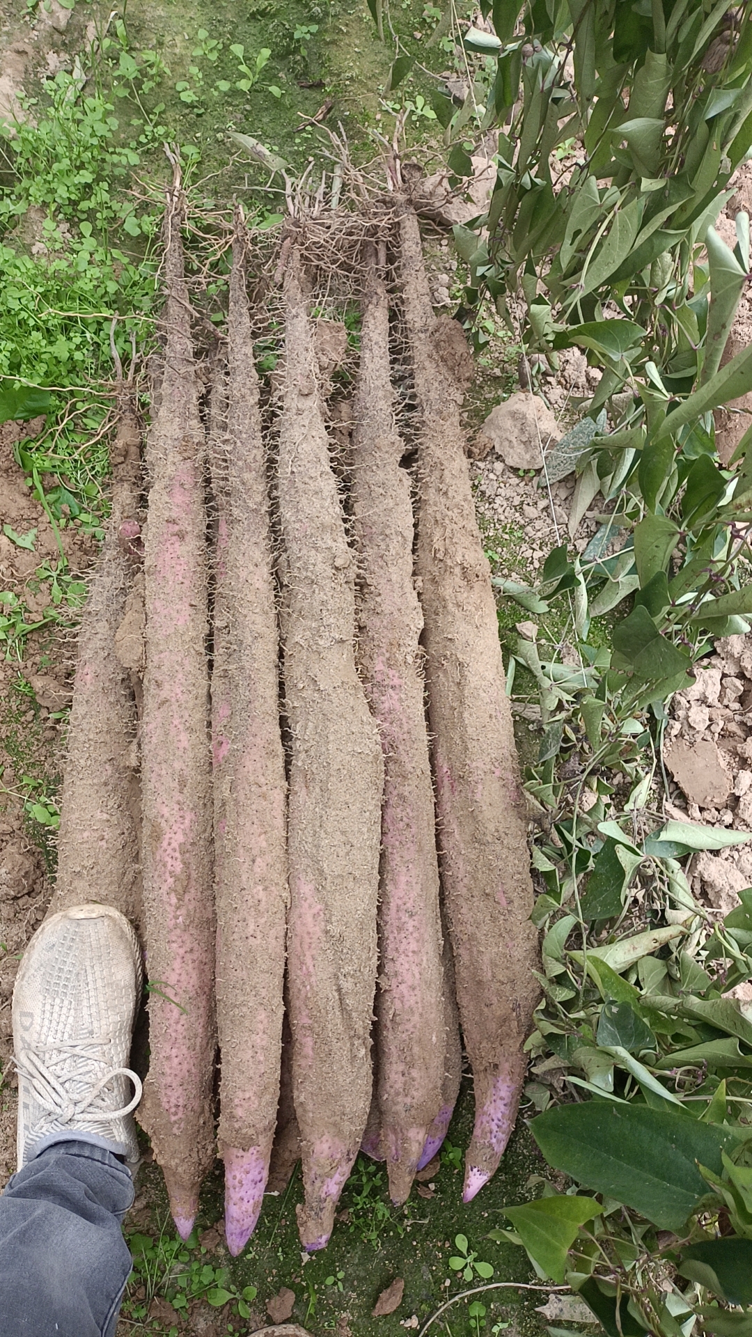 山东山药最新价格行情小红书分享，实时动态一手掌握