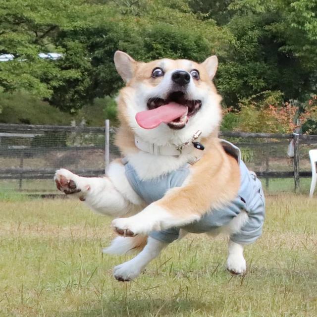 罗威纳犬比赛，力量与智慧的巅峰对决