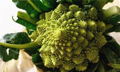花菜价格最新行情揭秘，与菜篮子间的奇妙故事